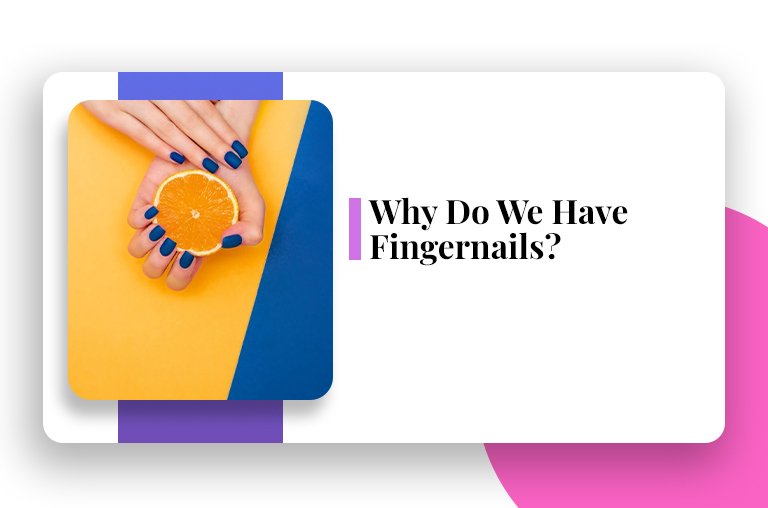 why-do-we-have-fingernails-most-surprising-reasons